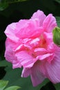 Hibiscus mutabilis/Three times color change flower ÃÂ  Royalty Free Stock Photo